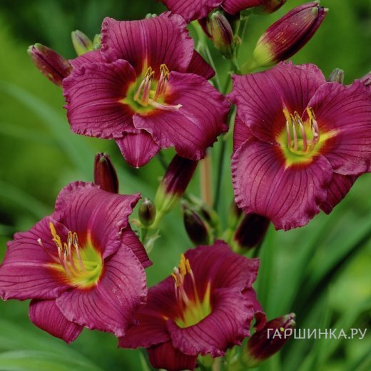 Лилейник Литл Грапет