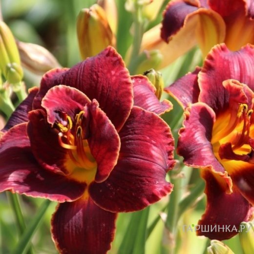 Лилейник Найт Эмберс