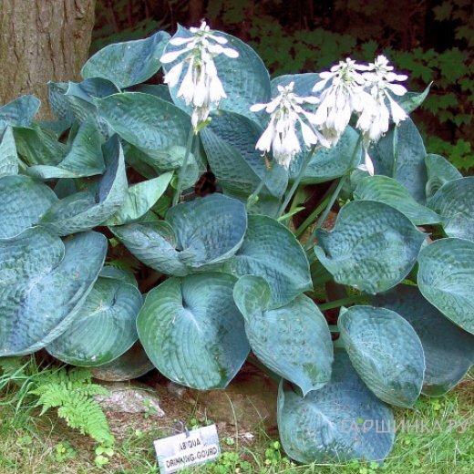 Хоста Абиква Дринкин Гурд (ML)