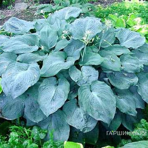 Хоста Блу Энджел (L)
