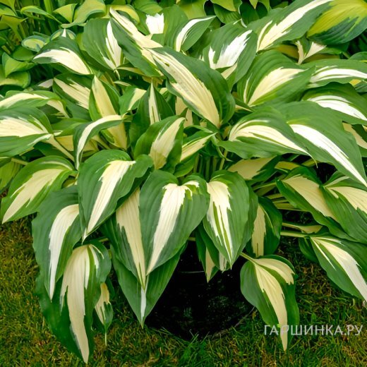 Хоста Найт бефо Крисмос (ML)