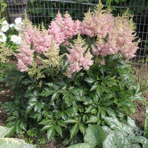 Астильба Арендса Систе Тереза