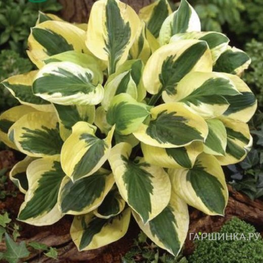 Хоста Брим Кап (SM)