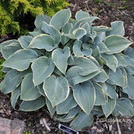 Хоста Фростед Димплес (M)