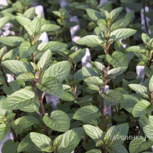 Мята шоколадная