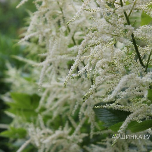 Волжанка двудомная