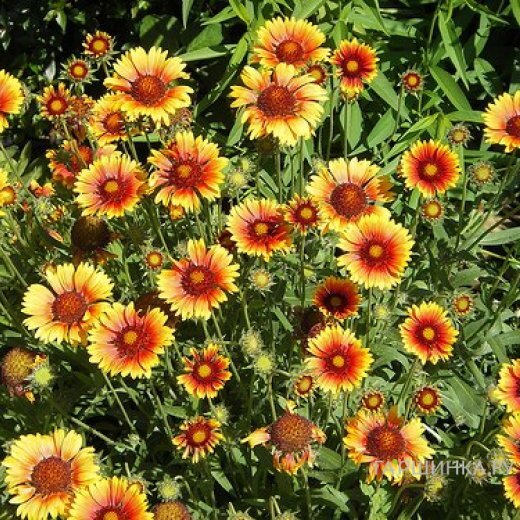 Гайлардия Кобольд