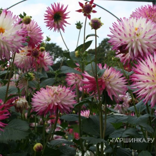 Георгина Веритейбл кактусовидная