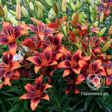 Лилия Форевер Сюзан азиатская