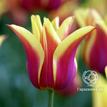 Тюльпан Баллада Дрим лилиецветный 5шт