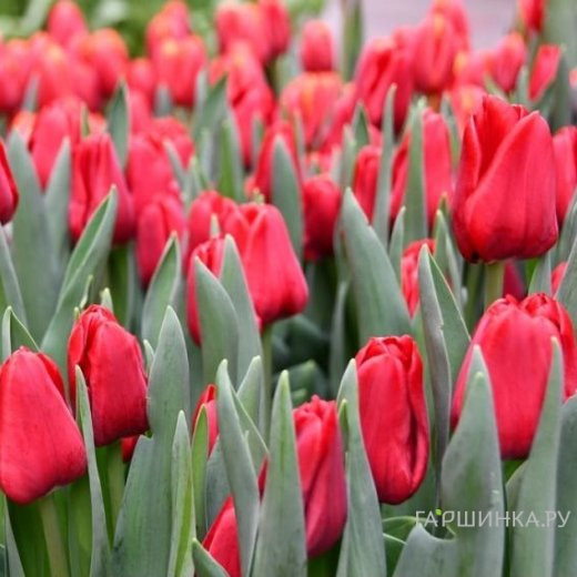 Тюльпан Иль де Франс Триумф 5 шт