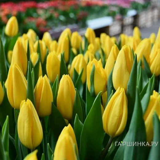 Тюльпан Стронг Голд, Триумф 5шт