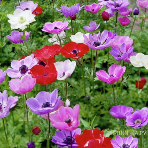 Анемона (Ветреница) Де Каен смесь 10шт