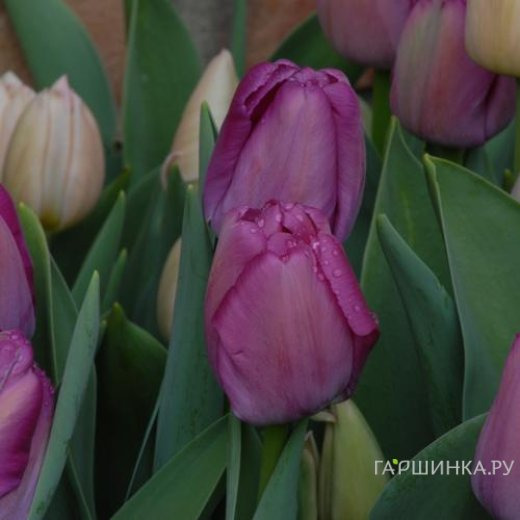 Тюльпан Пепл Прайд Дарвина 5шт.