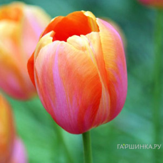 Тюльпан Дордогне простой поздний 5шт