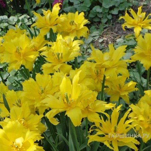 Тюльпан Монте Спайдер лилиецветный 5шт