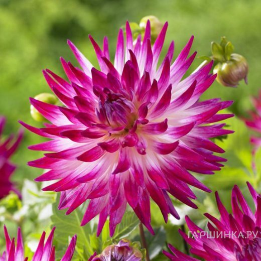 Георгина Дач Эксплоужен (Голландский взрыв) кактусовидная