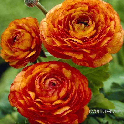 Ранункулюс Оранж 10шт.