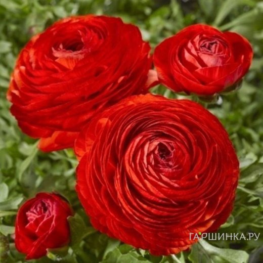 Ранункулюс Ред 10шт.