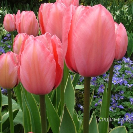 Тюльпан Дизайн Импрешн Дарвина 5шт