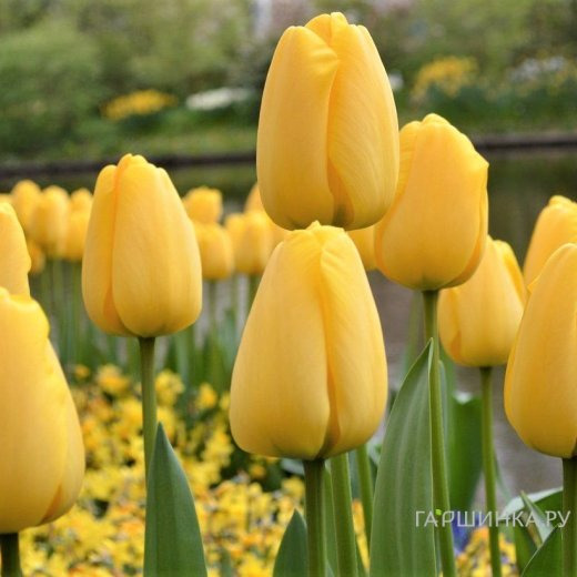 Тюльпан Голден Оксфорд Дарвина 5шт