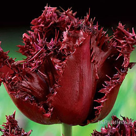 Тюльпан Лабрадор бахромчатый 5шт