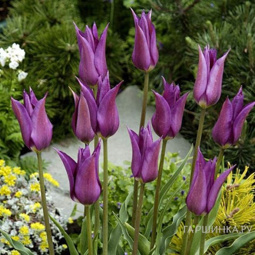 Тюльпан Пепл Дрим лилиецветный 5шт.