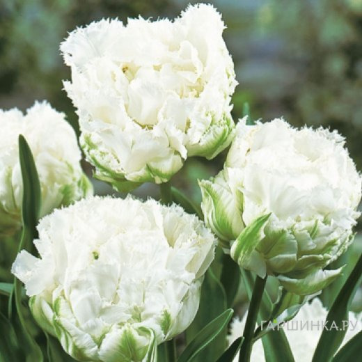 Тюльпан Сноу Кристал 3 шт