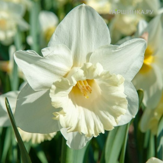 Нарцисс Маунт Худ крупнокорончатый 5шт.
