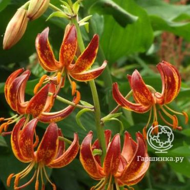 Лилия Арабиан Найт кудреватая