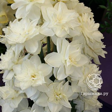 Нарцисс Вайт Медал махровый 5шт