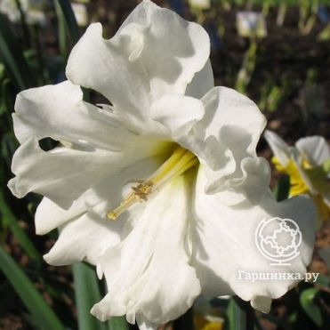 Нарцисс Колбланк  разрезнокорончатый  3шт