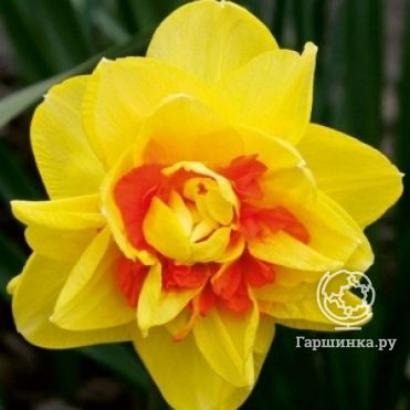 Нарцисс Монца махровый 5шт