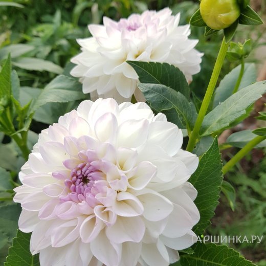 Георгина Эвелин шаровидная