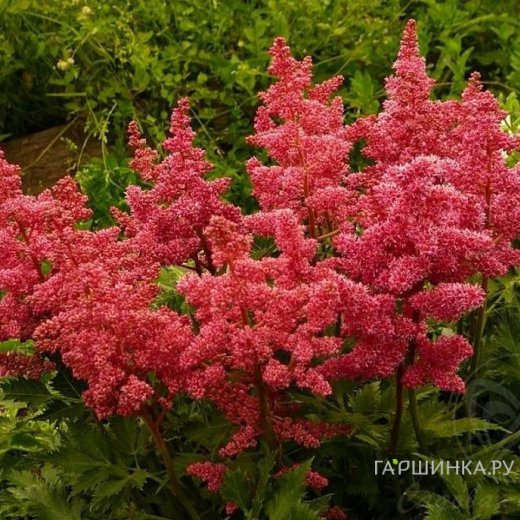 Астильба Арендса Анита Пфайфер