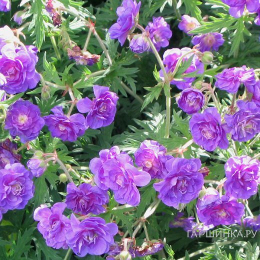 Герань садовая Пленум