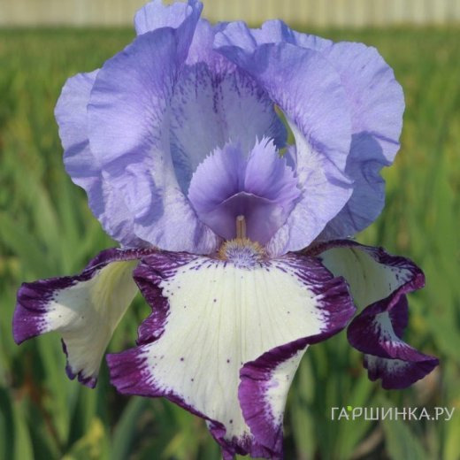 Ирис бородатый Он Эдж