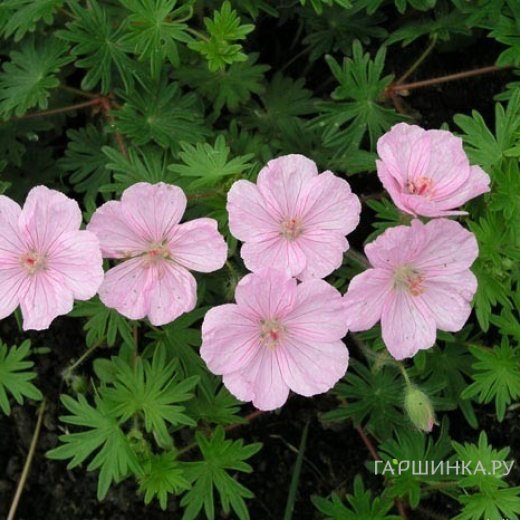 Герань садовая Стриатум