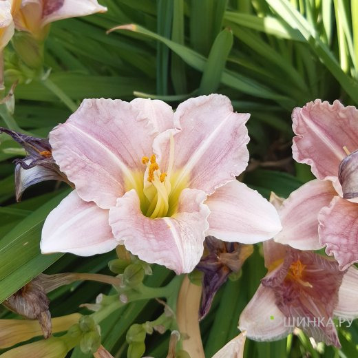 Лилейник Барбара Митчелл