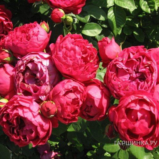 Роза Аскот чайно-гибридная, Тантау (лиц)