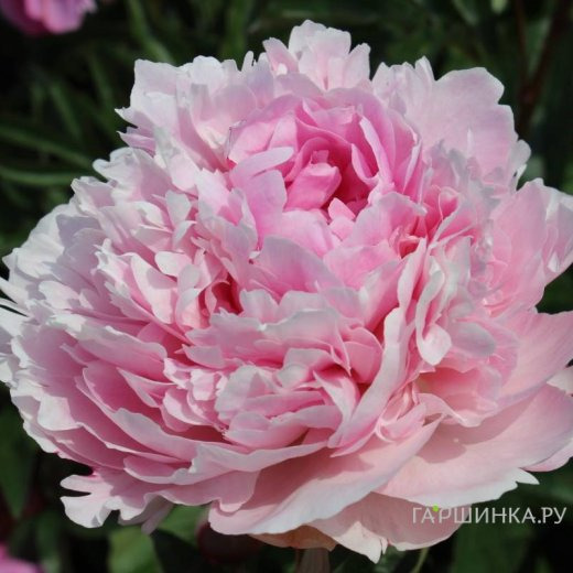 Пион Элис Хардинг