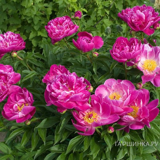 Пион Август Дессерт