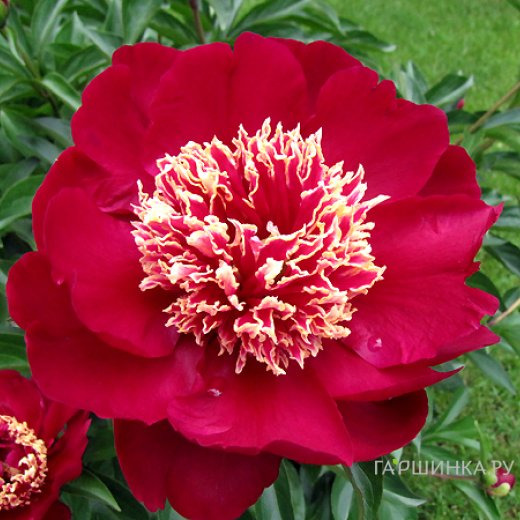 Пион Чарльз Берджес