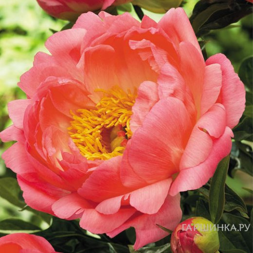 Пион Корал Сансет