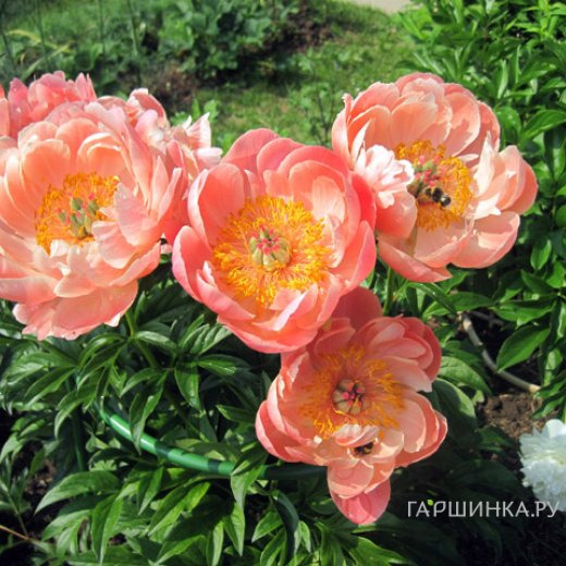 Пион Корал Суприм