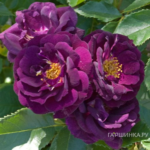 Роза Миднайт Блю, Викс (лиц)