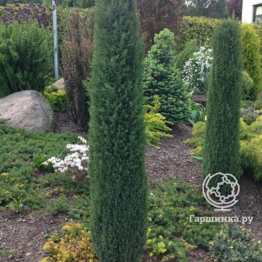 Можжевельник Арнольд обыкновенный