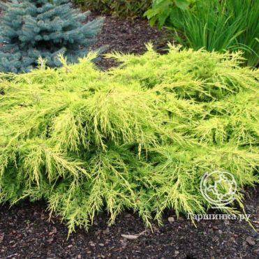 Можжевельник средний Голд Стар