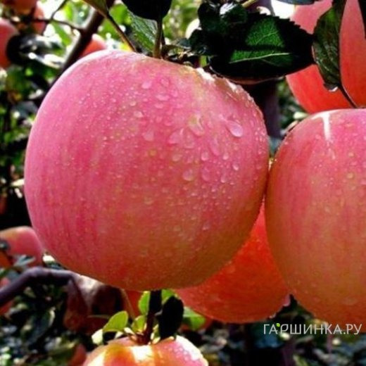 Яблоня Башкирский красавец