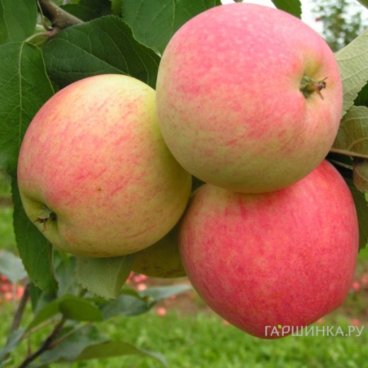 Яблоня Мечта
